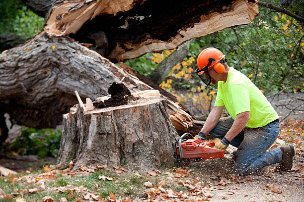 Best Emergency Tree Removal  in Bernardsville, NJ
