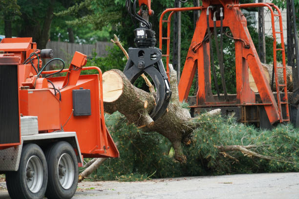 Best Lot and Land Clearing  in Bernardsville, NJ
